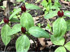 (Red Trillium)