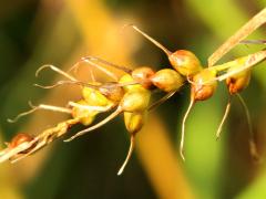 (Long-beaked Sedge) fruit