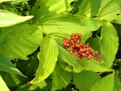 (Feathery False Soloman's Seal) fruit