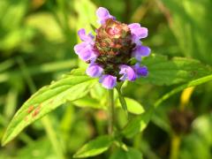 (Self Heal)