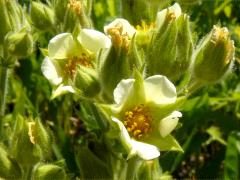 (Prairie Cinquefoil)