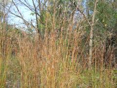 (Big Bluestem)