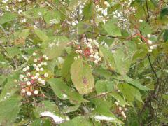 (Gray Dogwood) fruit