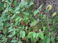 (Red-osier Dogwood)