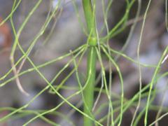 (Marsh Horsetail)