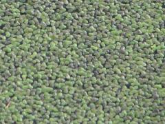 (Lesser Duckweed)