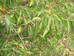 (Amur Honeysuckle) fruit