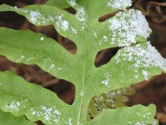 (Sensitive Fern) leaflet