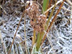 (Wool Grass)