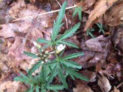 (Toothwort)