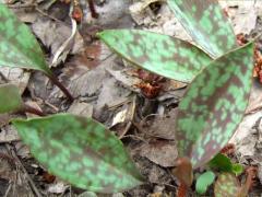 (White Trout Lily)