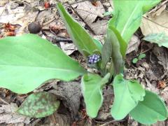 (Virginia Bluebells)