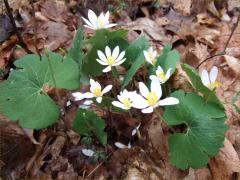 (Bloodroot)