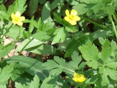 (Hispid Buttercup)