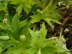 (Canada Anemone)