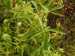 (Tall Coreopsis)