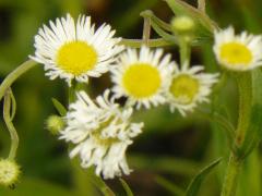 (Annual Fleabane)