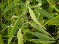 (Tall Boneset)