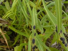 (Grass-leaved Goldenrod)