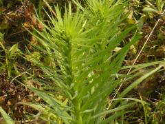 (Prairie Blazing Star)