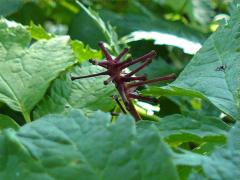 (Red Baneberry) stem