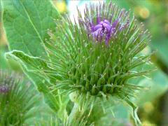 (Burdock)