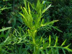 (Swamp Thistle)