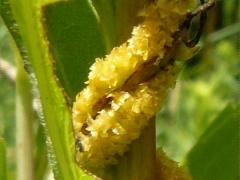 (Rope Dodder) vine