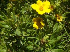 (Shrubby Cinquefoil)