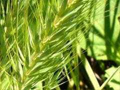 (Virginia Wild Rye)