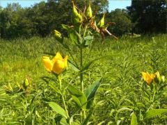 (Great St. John's Wort)