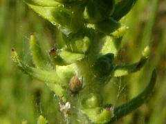 (Rough Blazing Star)