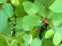 (Tartarian Honeysuckle)