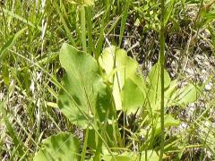 (Heart-leaved Golden Alexanders)