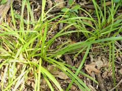 (Eastern Woodland Sedge)