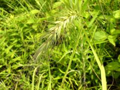 (Riverbank Wild Rye)