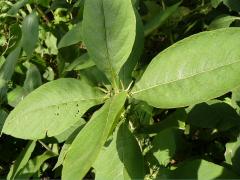 (Orange-fruited Horse Gentian)