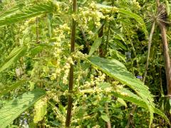 (Slender Stinging Nettle)