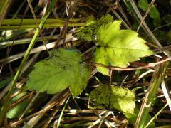 (Red Maple)