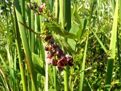 (Groundnut) flowers