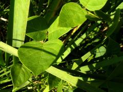 (Groundnut) leaves