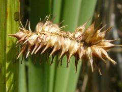 (Cyperus Sedge)