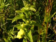 (Mullein Foxglove)