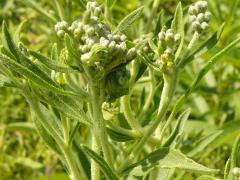 (Tall Boneset)