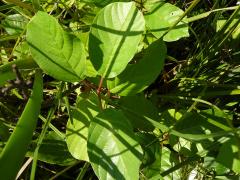 (Glossy Buckthorn)