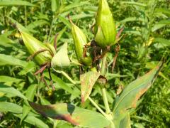 (Great St. John's Wort) fruit