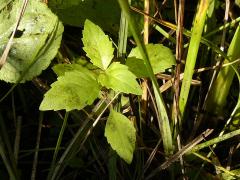 (Virginia Water Horehound)