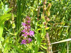 (Purple Loosestrife)