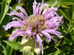 (Wild Bergamot)