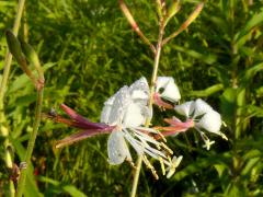 (Biennial Gaura)